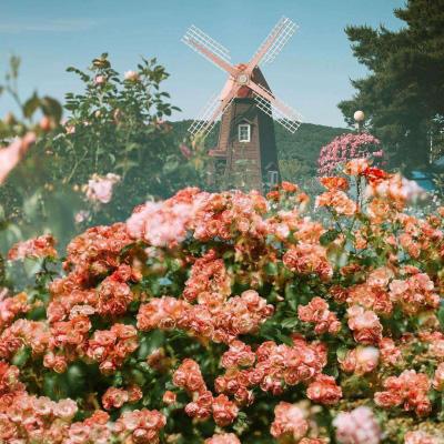 押注篮球的appapp下载